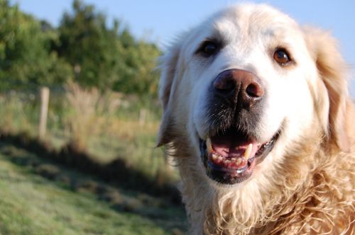 dog goldenretriever pet