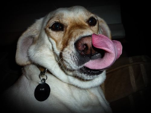 dog lick tongue