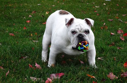 dog english bulldog dog toy