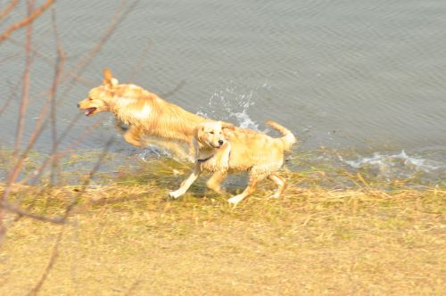 dog jumping river