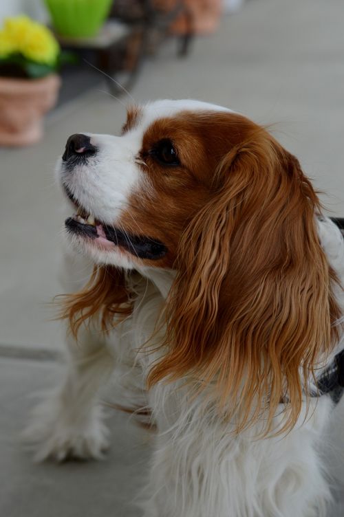 dog cavalier king charles spaniel funny