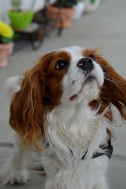 dog cavalier king charles spaniel funny