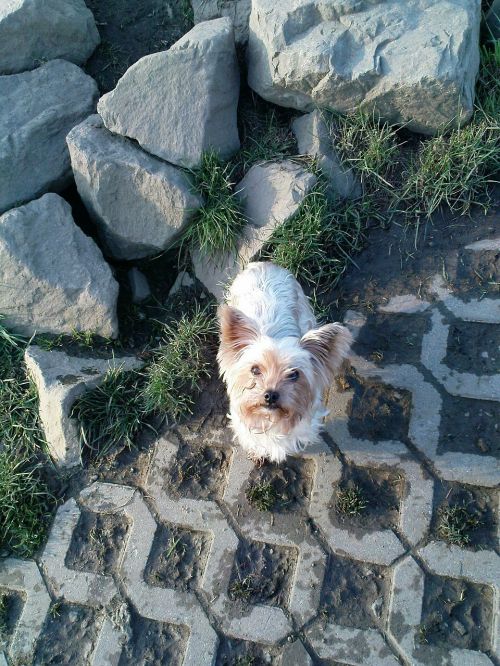 dog yorkshire terrier cute