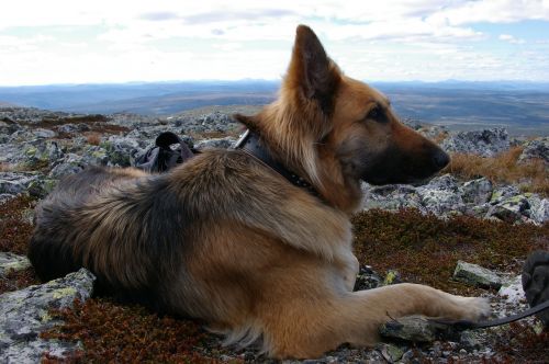 dog german shepherd view