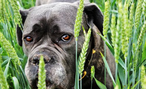 dog grain summer