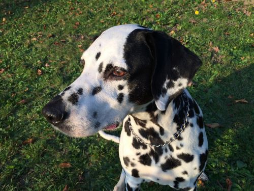 dog dalmatian outdoors