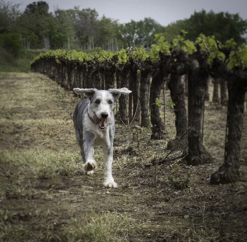 dog running dog happy dog