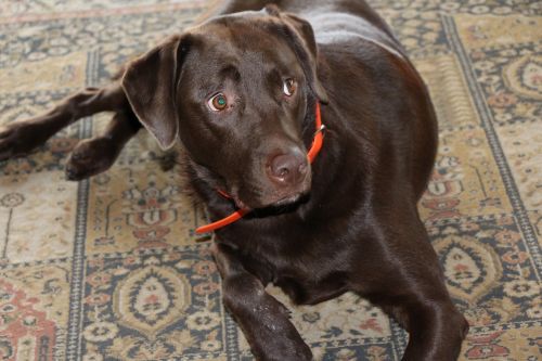 dog chocolate labrador retriever carpet