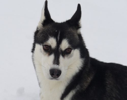 dog husky snow