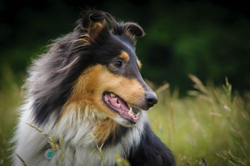 dog collie animal