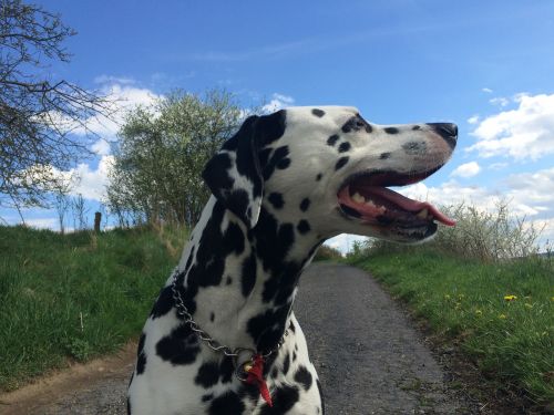 dog dalmatian dog ears