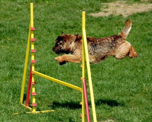 dog agility jump border terrier