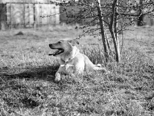 dog meadow dog on meadow