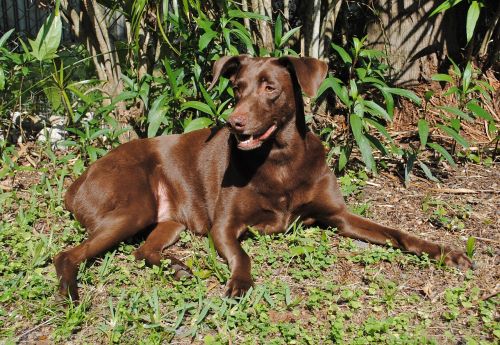 dog canine brown fur