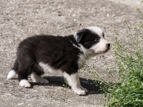 dog puppy border collie