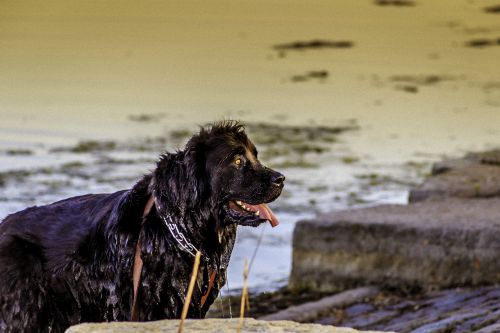 dog river nature