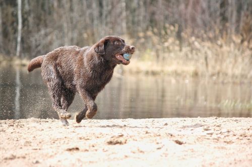 dog summer beoum fur