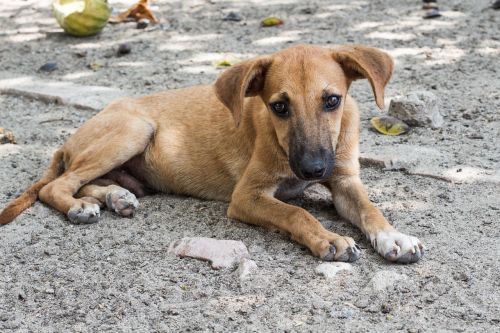 dog homeless sad