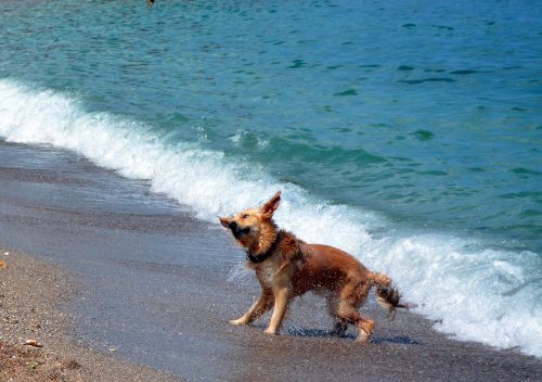 dog water beach