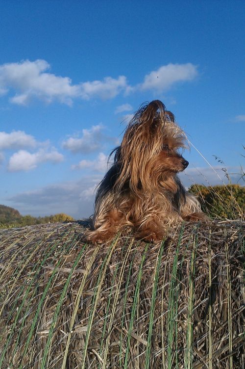 dog yorkie clouds