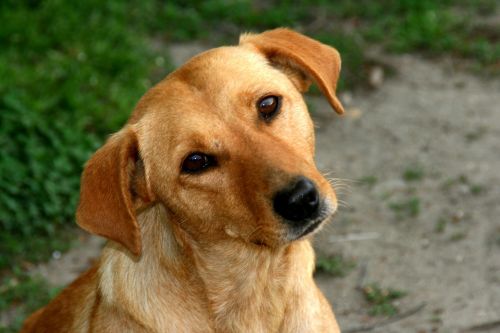 dog curiosity red