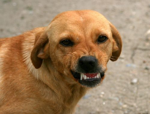 dog smile teeth