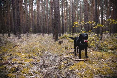 dog labrador lab