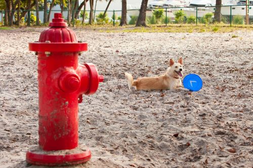 dog park frisbee