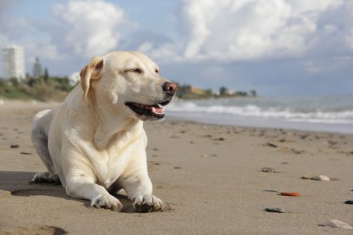 dog labrador pet