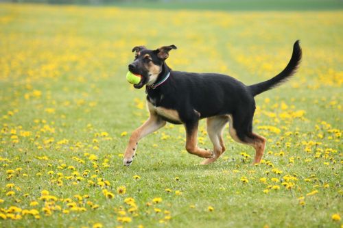 dog puppy meadow