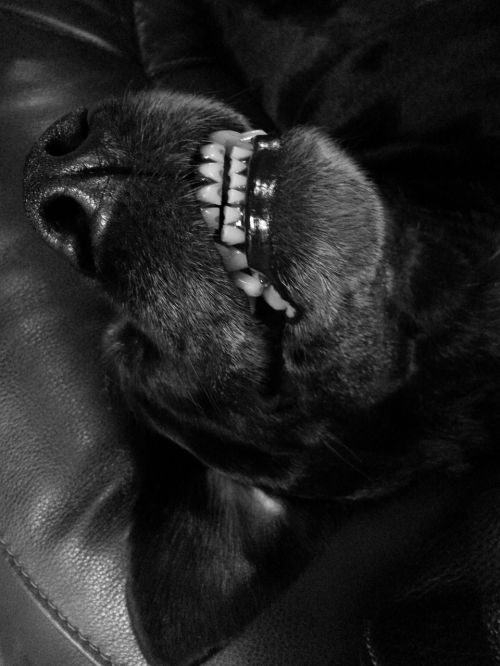 dog teeth black