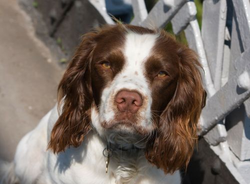 dog english springer spaniel springer