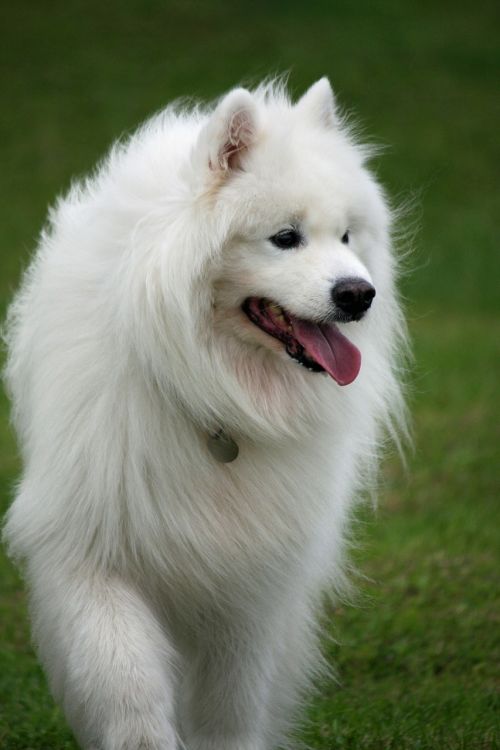 dog samoyed canine