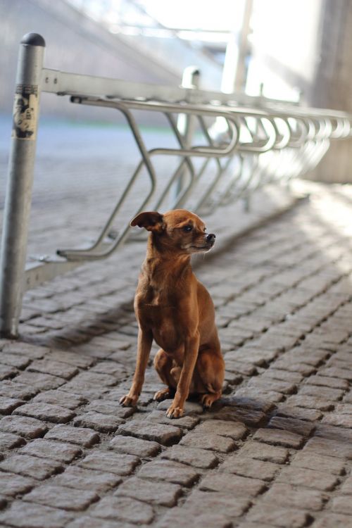 dog bike racks pinscher