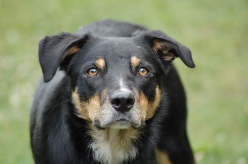 dog collie play