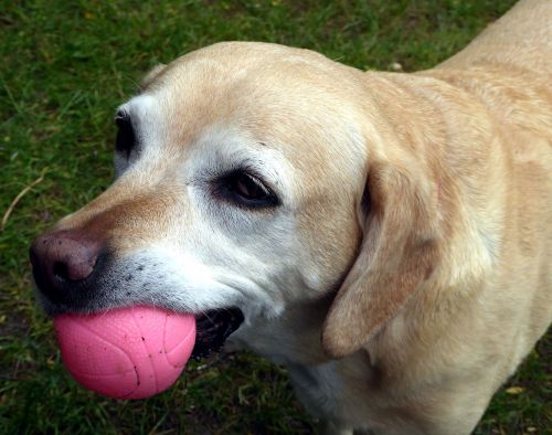 dog ball dog snout