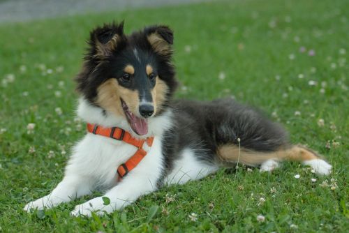 dog puppy collie