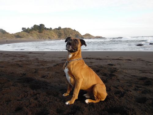 dog boxer beach