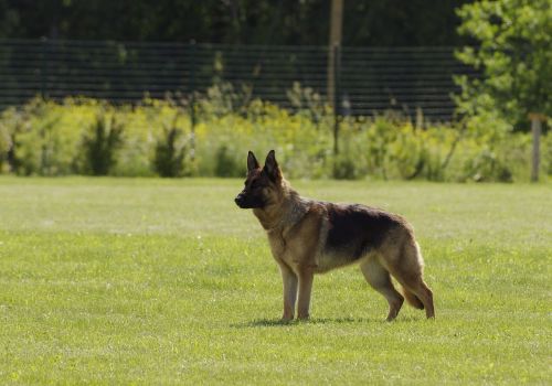 dog german shepherd standing