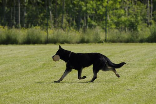 dog german shepherd retrieving