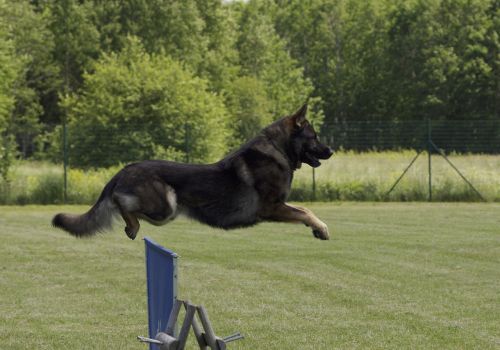 dog german shepherd jumping