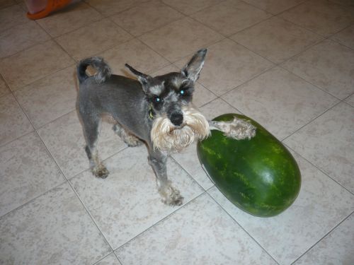 dog melon schnauzer