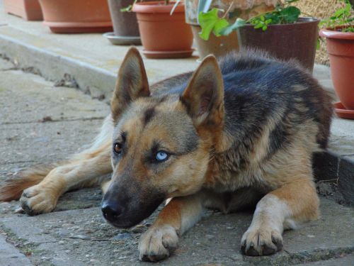 dog german shepherd pet