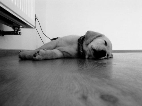 dog puppy floor