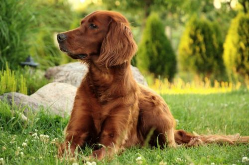 dog portrait irish setter