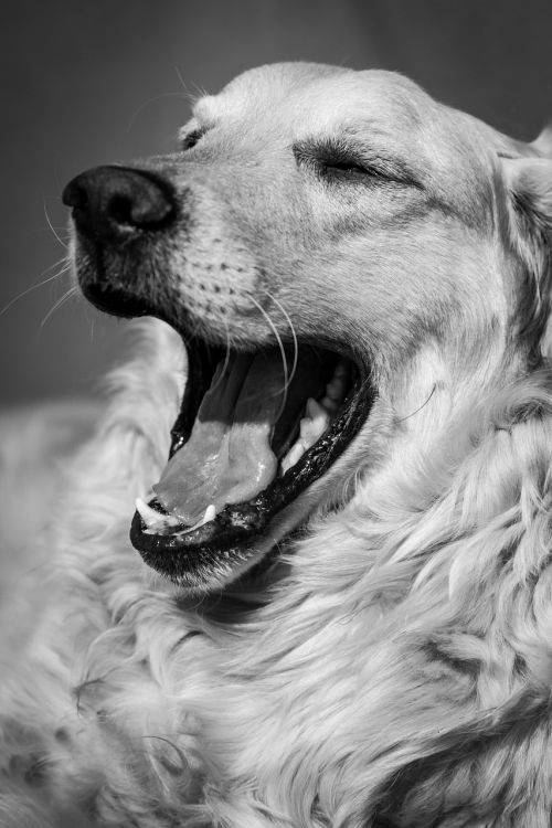 dog yawn black white