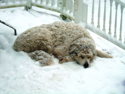 dog snow winter