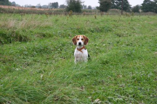 dog pup beagle