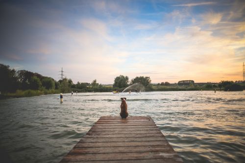 dog pet wooden pier