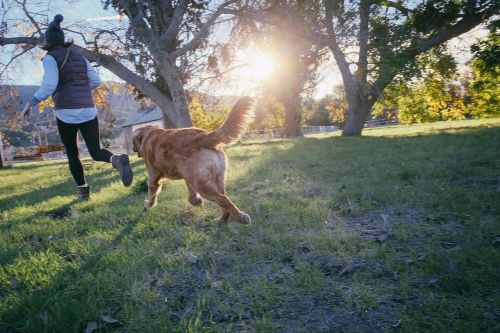 dog friend companion